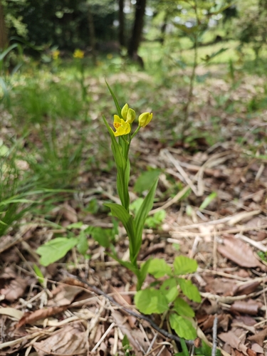 Golden Orchid (Cephalanthera falcata)