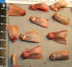 Psectraglaea carnosa