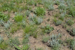 Astragalus ucrainicus