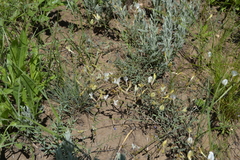 Astragalus ucrainicus