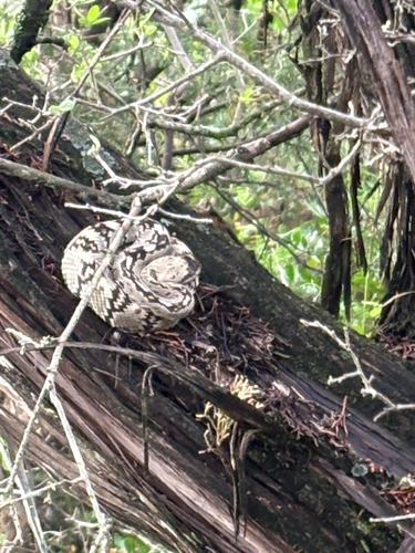 Eastern Black-tailed Rattlesnake