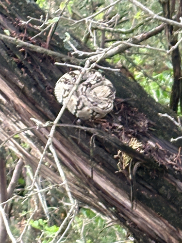 Eastern Black-tailed Rattlesnake