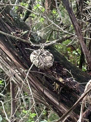 Eastern Black-tailed Rattlesnake