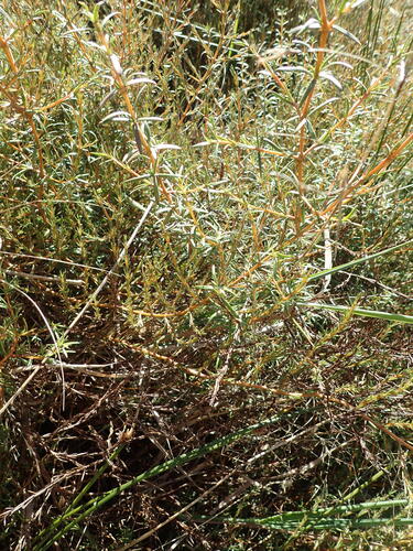 Sand Coprosma (Coprosma acerosa)