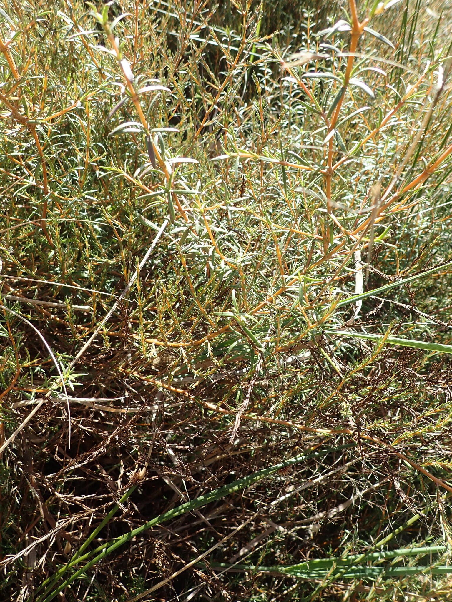 Sand Coprosma (Coprosma acerosa)
