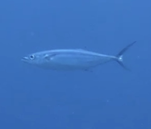 Grammatorcynus bilineatus