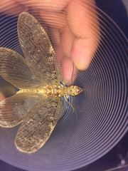 Corydalus bidenticulatus