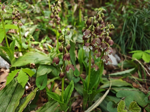two-coloured calanthe (Calanthe discolor)