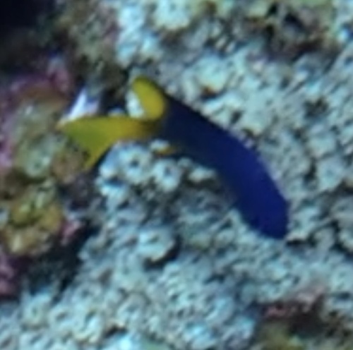 Pomacentrus philippinus