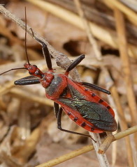 Rhynocoris fuscipes
