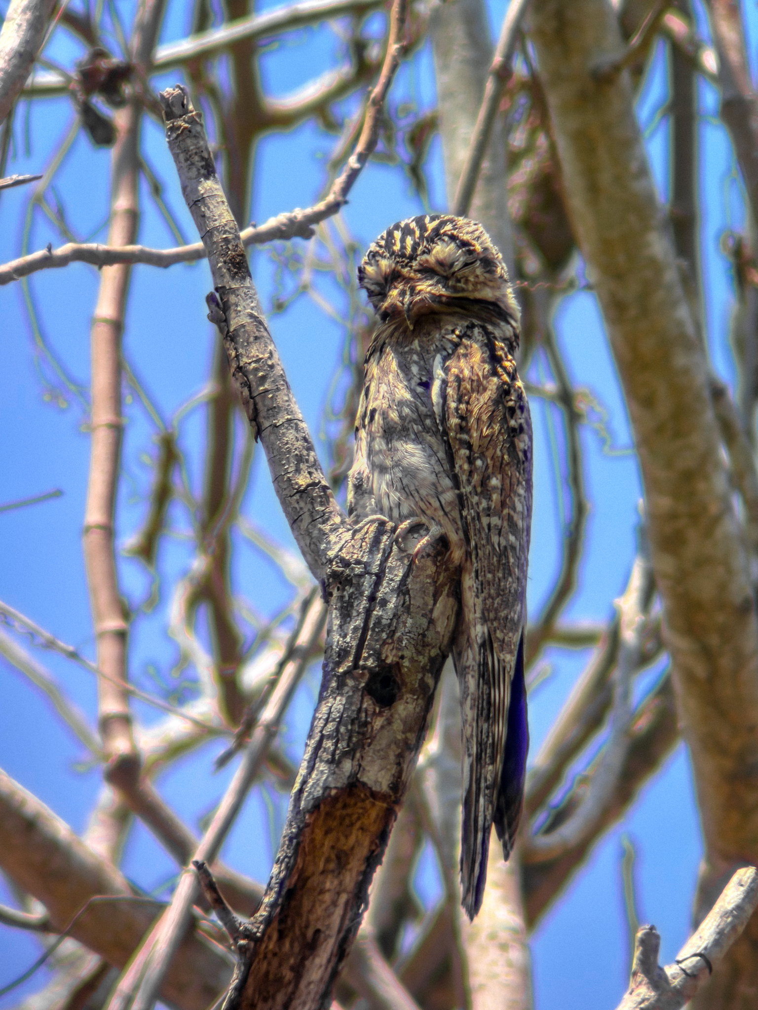 Northern Potoo (Nyctibius jamaicensis), photo 8