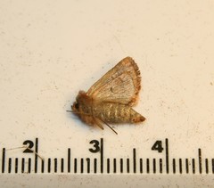 Lemmeria digitalis