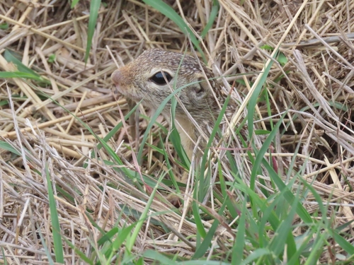 Rio Grande Ground Squirrel observed by vanenriq07