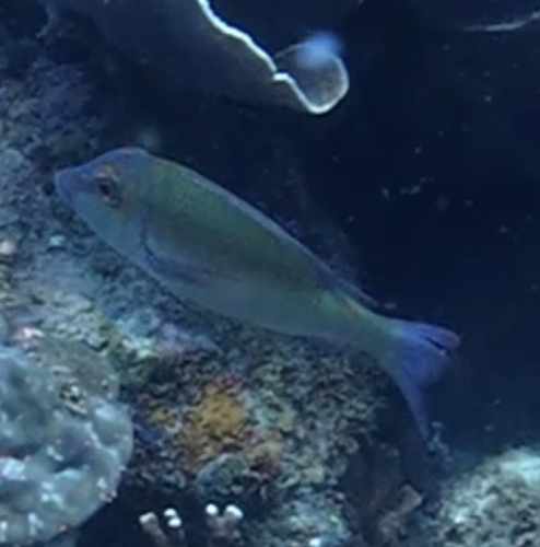 Lethrinus erythropterus
