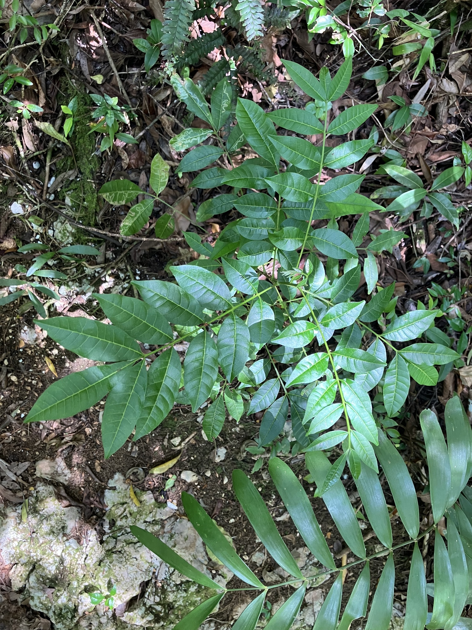 Imagem de Trichilia hirta