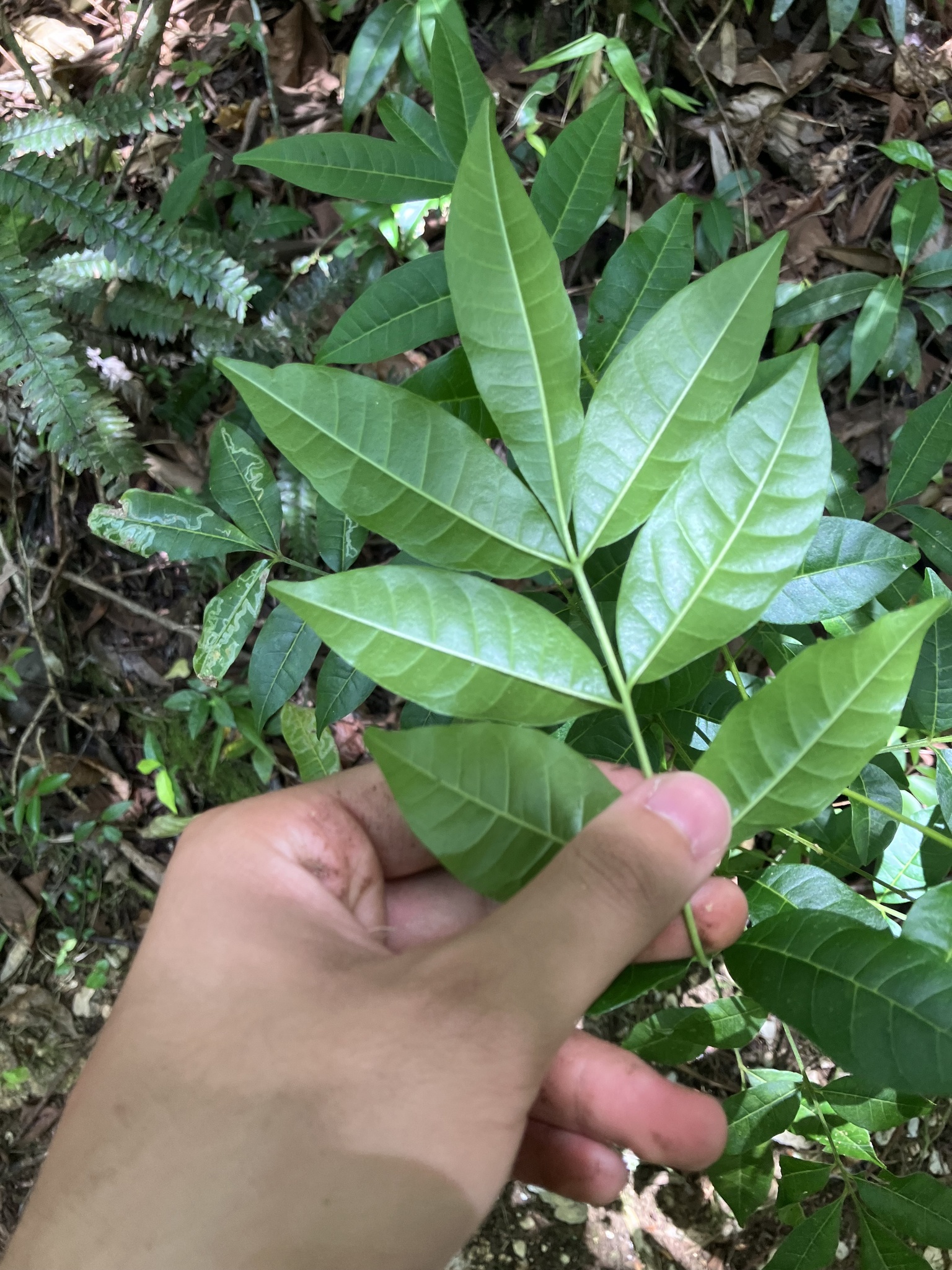 Imagem de Trichilia hirta