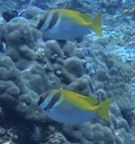 Siganus virgatus