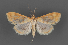 Hahncappsia pergilvalis