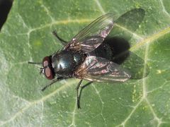 Eudasyphora cyanella