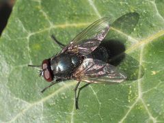 Eudasyphora cyanella