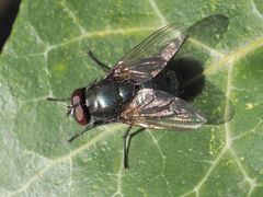 Eudasyphora cyanella