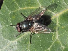 Eudasyphora cyanella