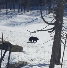Ursus americanus cinnamomum