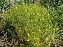 Oncosiphon pilulifer