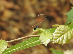 Adela caeruleella