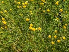 Oncosiphon pilulifer