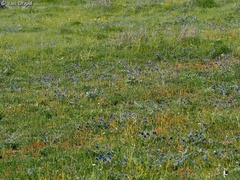 Alkanna tinctoria