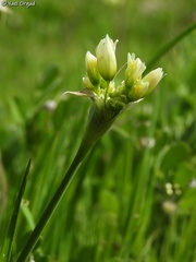 Allium erdelii