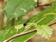 Adela caeruleella