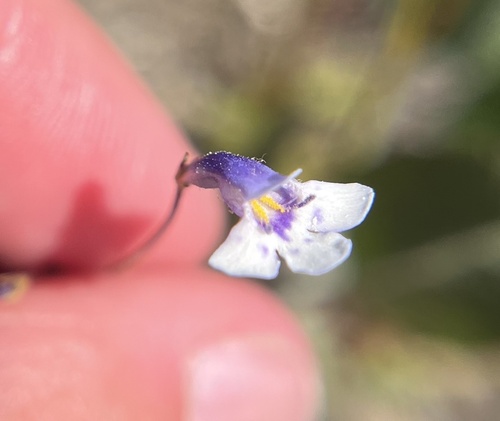 Flatrock Pimpernel (Lindernia monticola)