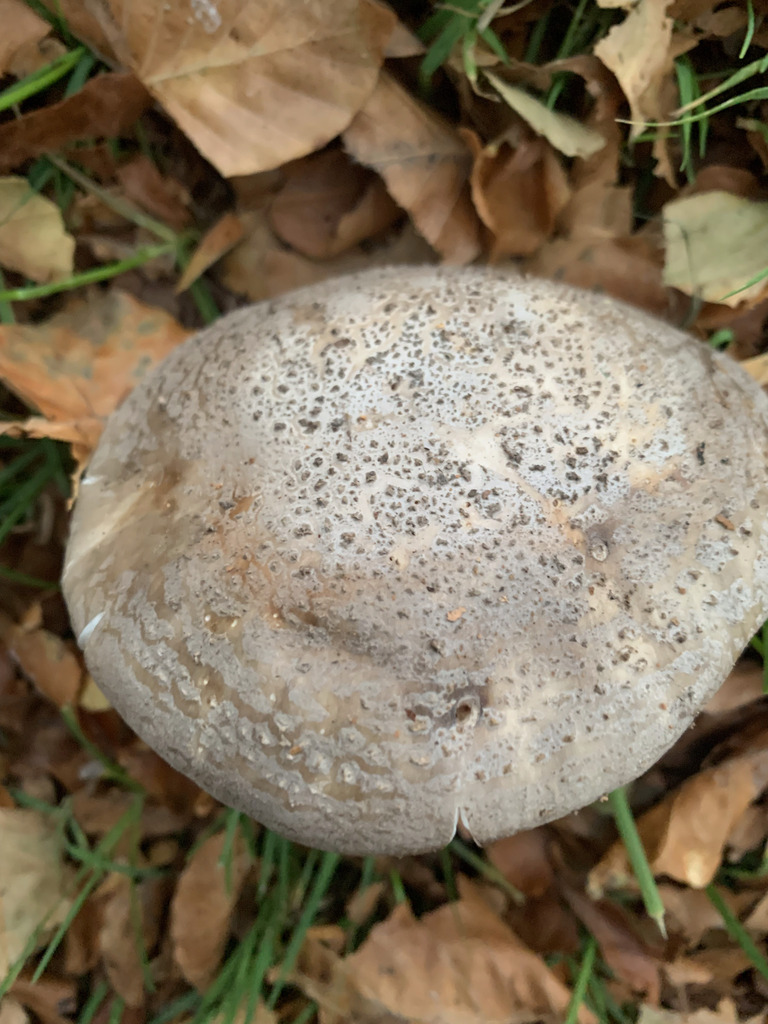 Amanita excelsa spissa · April 2026 · photo: © fuligogirl (iNaturalist, cc-by)