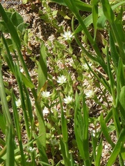 Arenaria leptoclados