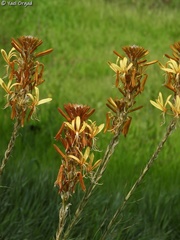 Asphodeline lutea