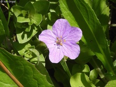 Erodium subintegrifolium