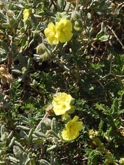 Helianthemum stipulatum