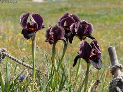 Iris atropurpurea