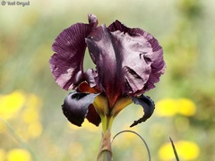 Iris atropurpurea