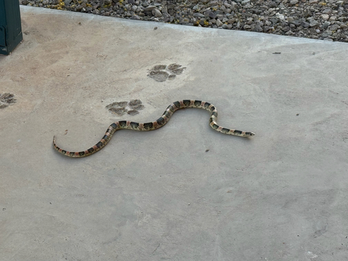 Long-nosed Snake