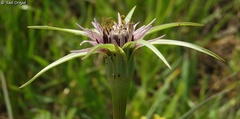 Tragopogon coelesyriacus
