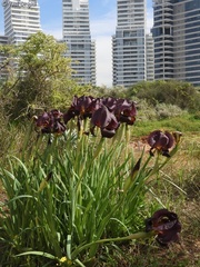Iris atropurpurea