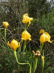 Iris atropurpurea