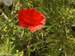 Papaver humile
