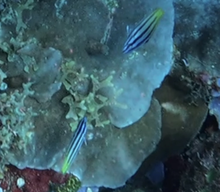 Half-grey Wrasse
