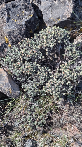 thymeleaf buckwheat (Eriogonum thymoides)