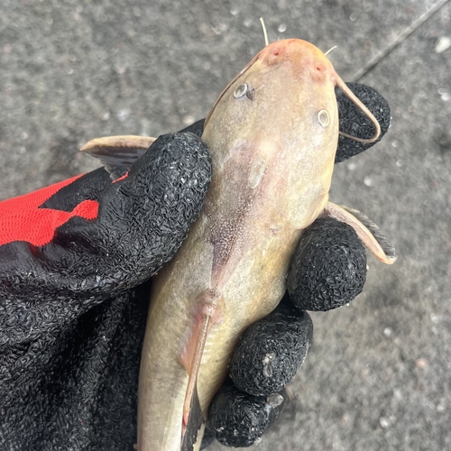 Embroidered sea catfish (Amphiarius phrygiatus) — Ariidae — 4