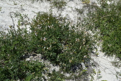 Astragalus glaucus